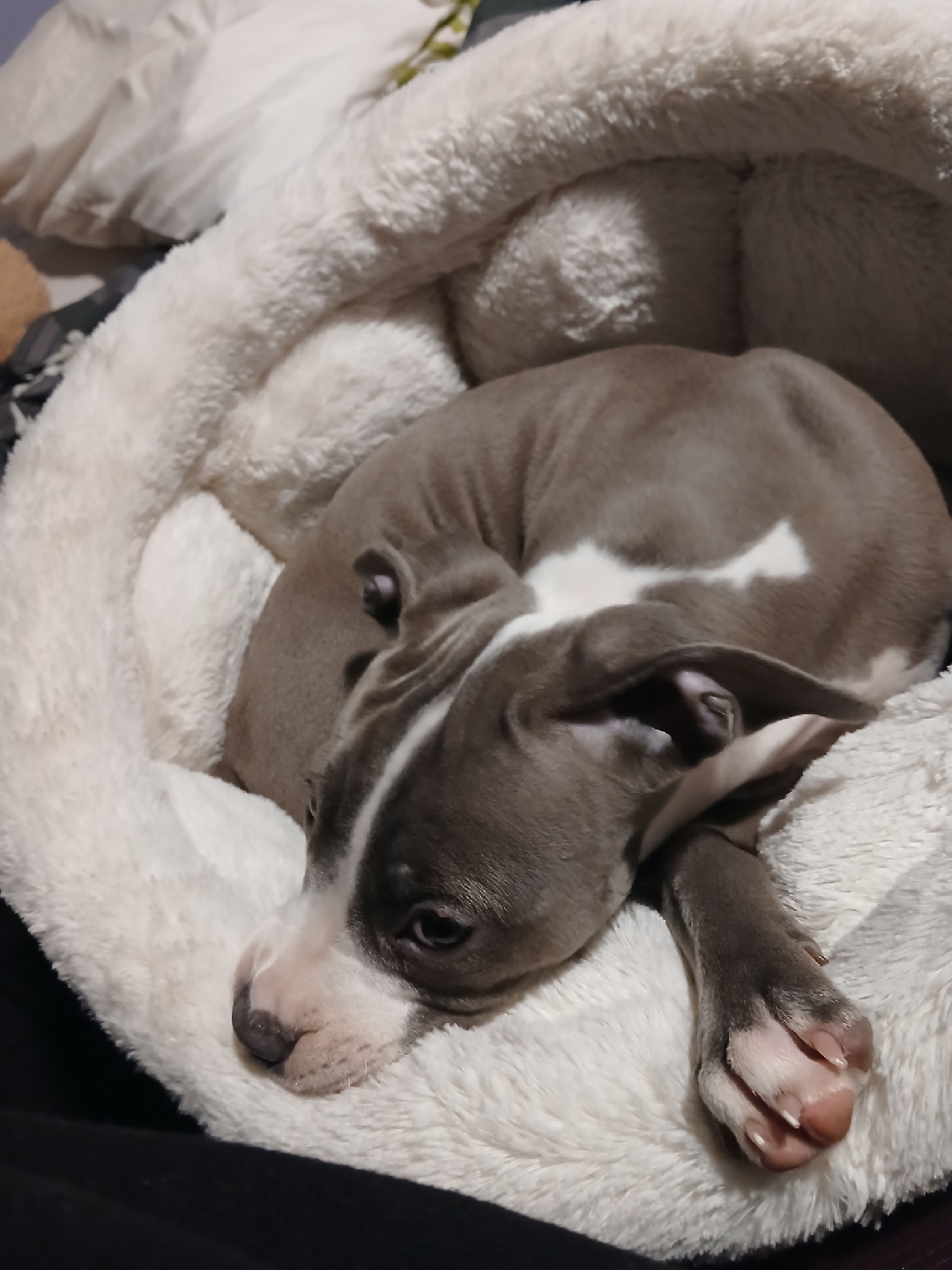Friends by Sheri Cozy Cuddler Pet Bed - Standard, Gray - photo 3