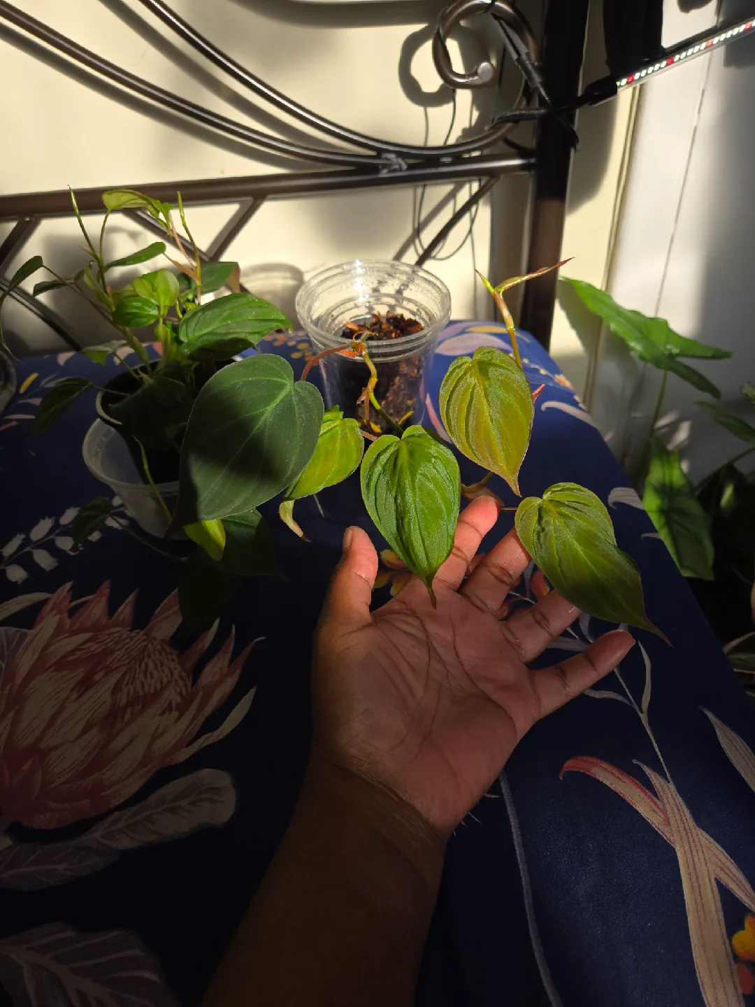 Heartleaf Philodendron MICANS CUTTINGS FOR SALE✨️🌿🌸 image indicator(2)