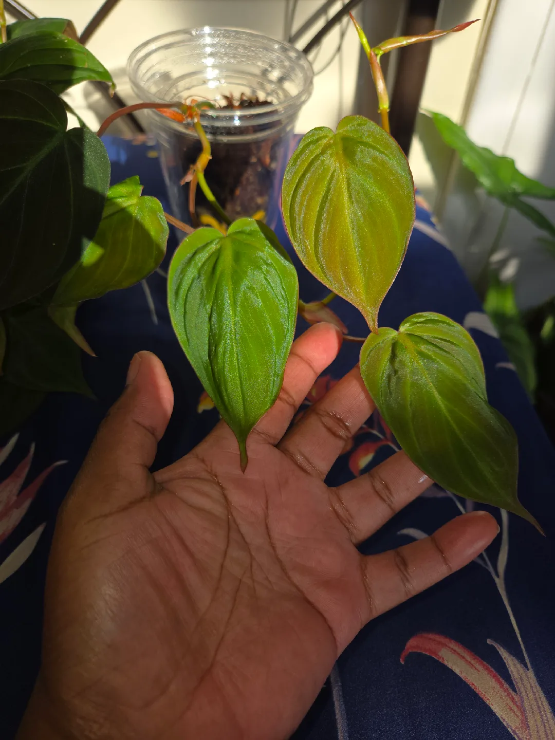 Heartleaf Philodendron MICANS CUTTINGS FOR SALE✨️🌿🌸 image indicator(3)