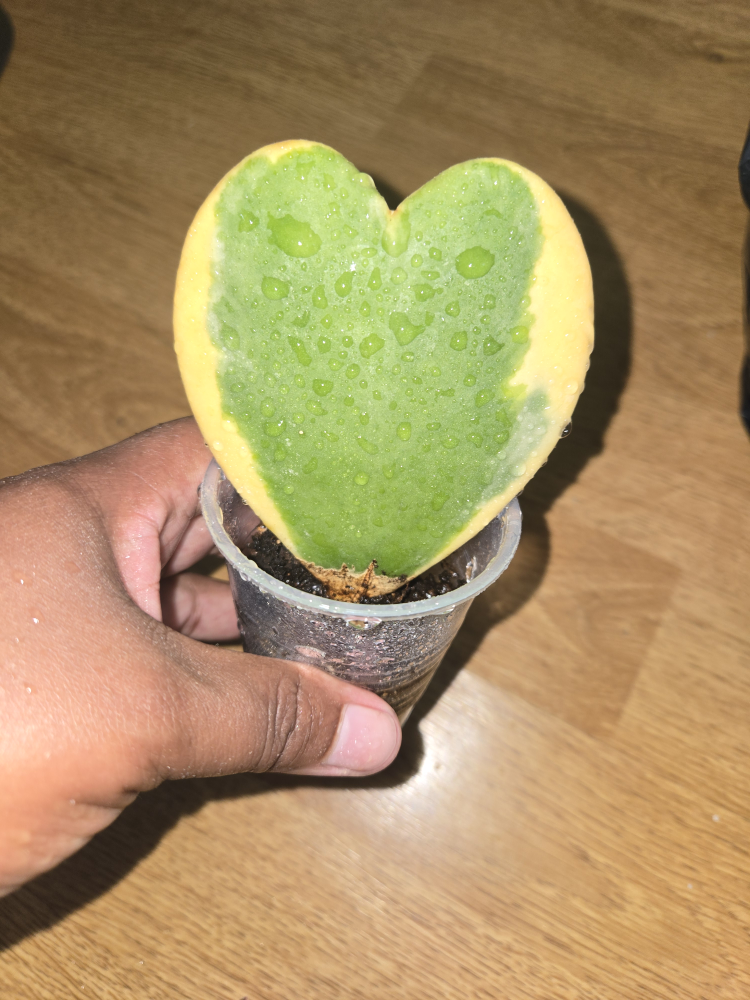 Hoya Kerrii Heart Plant✨️❣️VARIEGATED - photo 2
