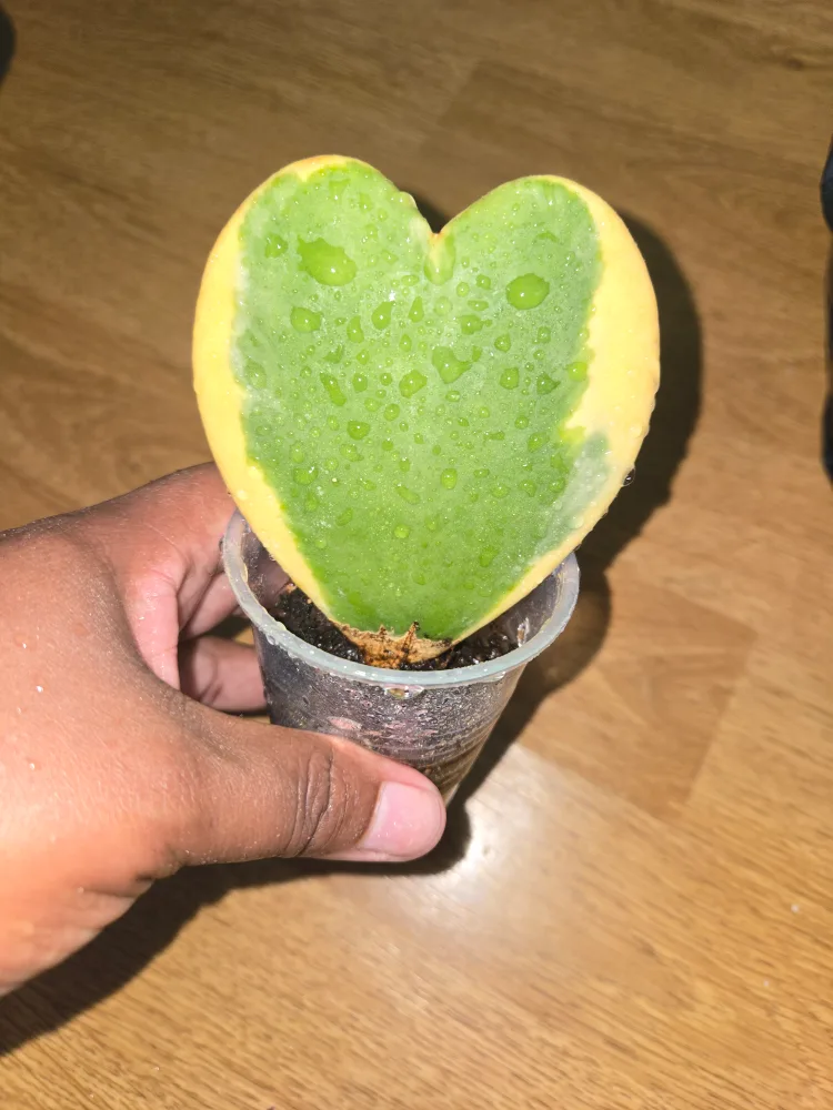 Hoya Kerrii Heart Plant✨️❣️VARIEGATED image indicator(2)