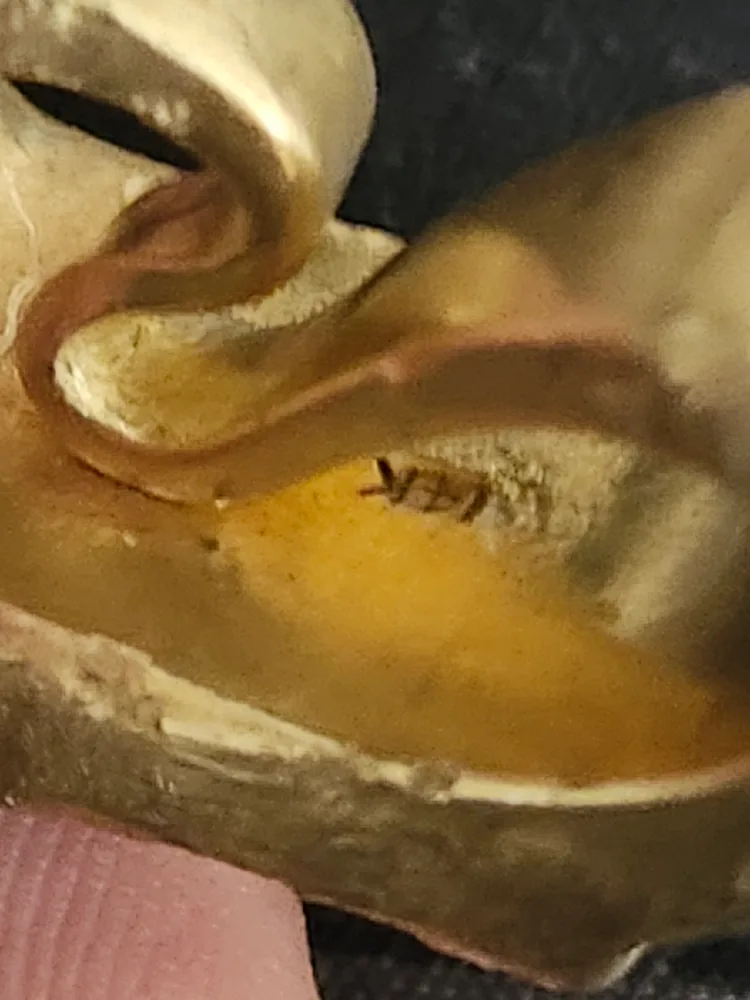 Gold Ring, i found it on a walk image indicator(3)