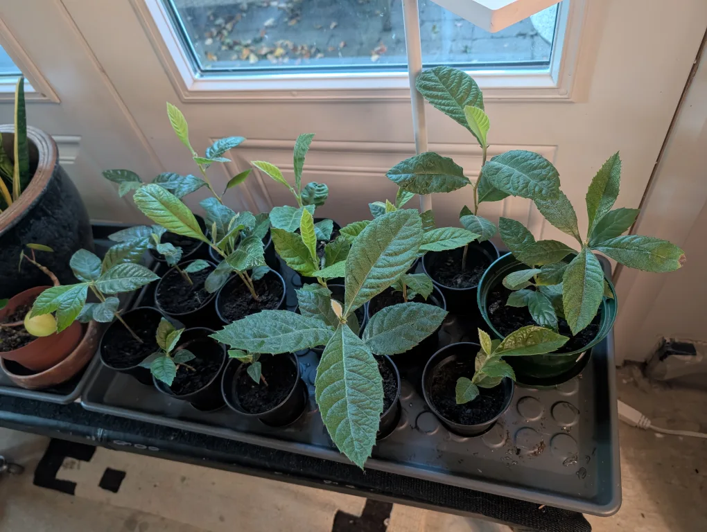 Loquat Seedlings