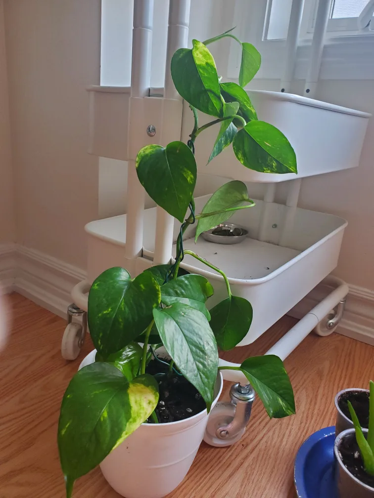 Potted Golden Pothos Plant image indicator(2)