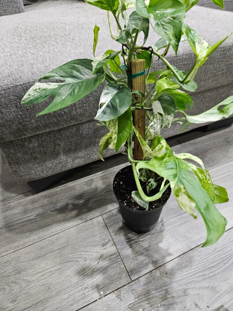 epipremnum pinnatum variegated plant image indicator(2)