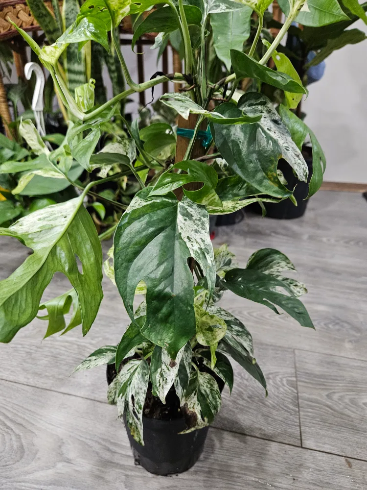 epipremnum pinnatum variegated plant image indicator(3)