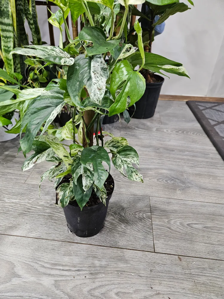 epipremnum pinnatum variegated plant image indicator(4)