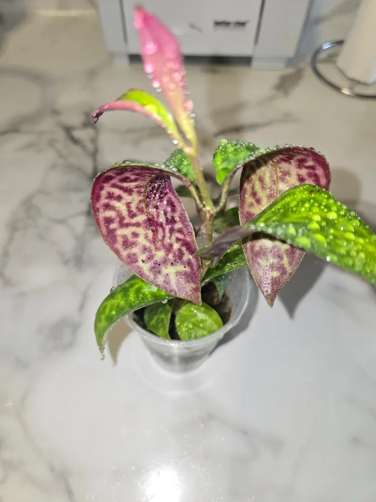 Lipstick Plant CUTTINGS ✨️💄 thumbnail
