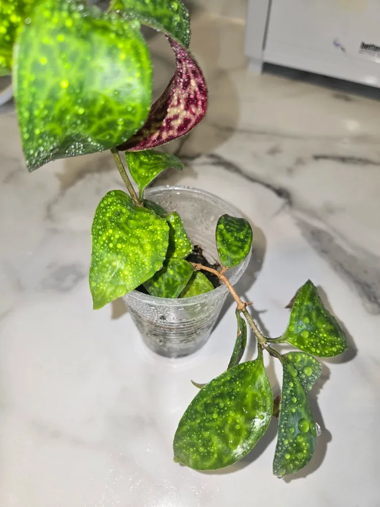 Lipstick Plant CUTTINGS ✨️💄 image indicator(2)