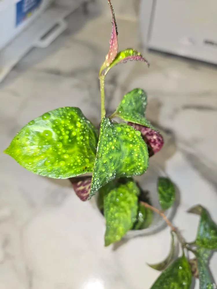 Lipstick Plant CUTTINGS ✨️💄 image indicator(3)