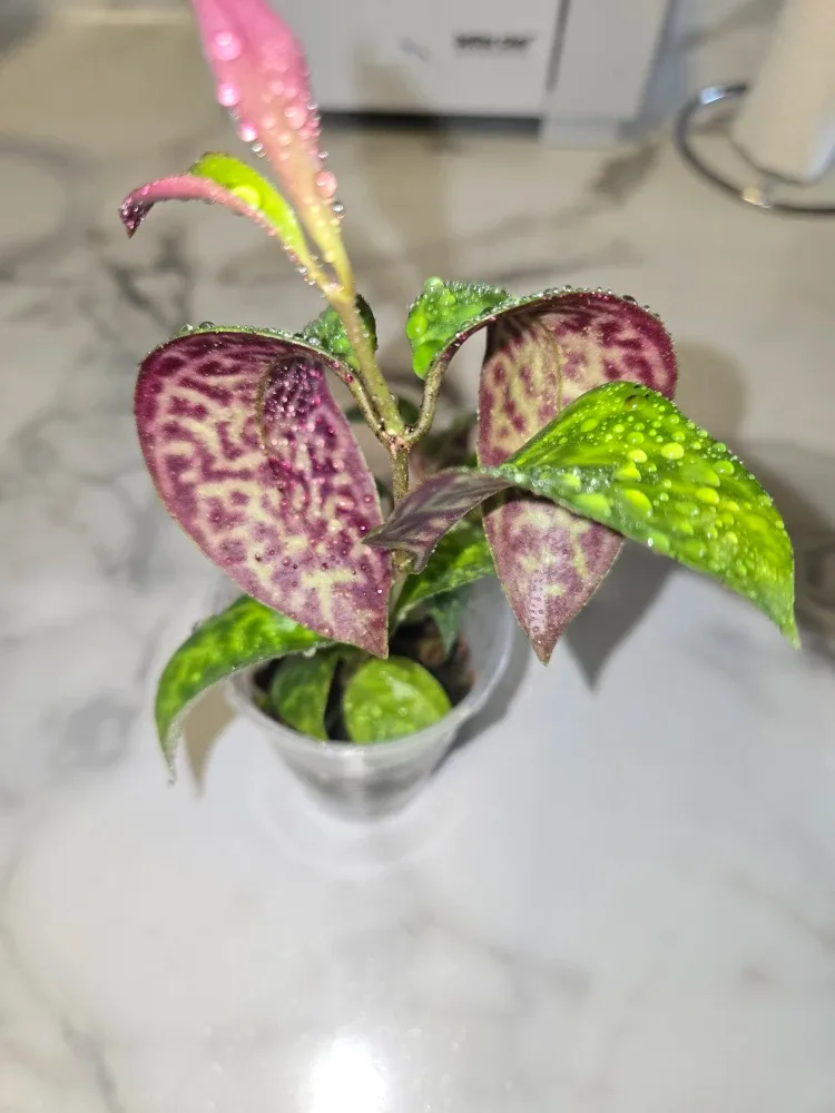Lipstick Plant CUTTINGS ✨️💄 image indicator(4)