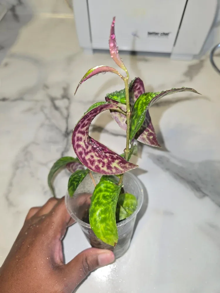 Lipstick Plant CUTTINGS ✨️💄 image indicator(5)