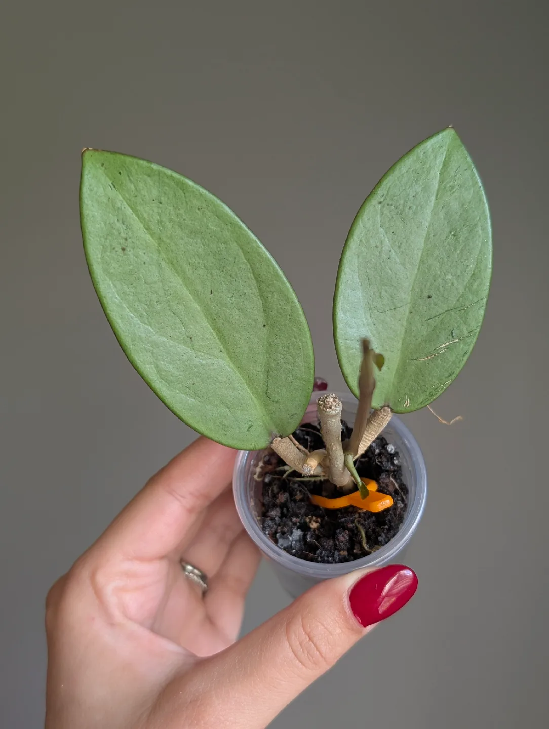 Hoya silver dollar image indicator(2)