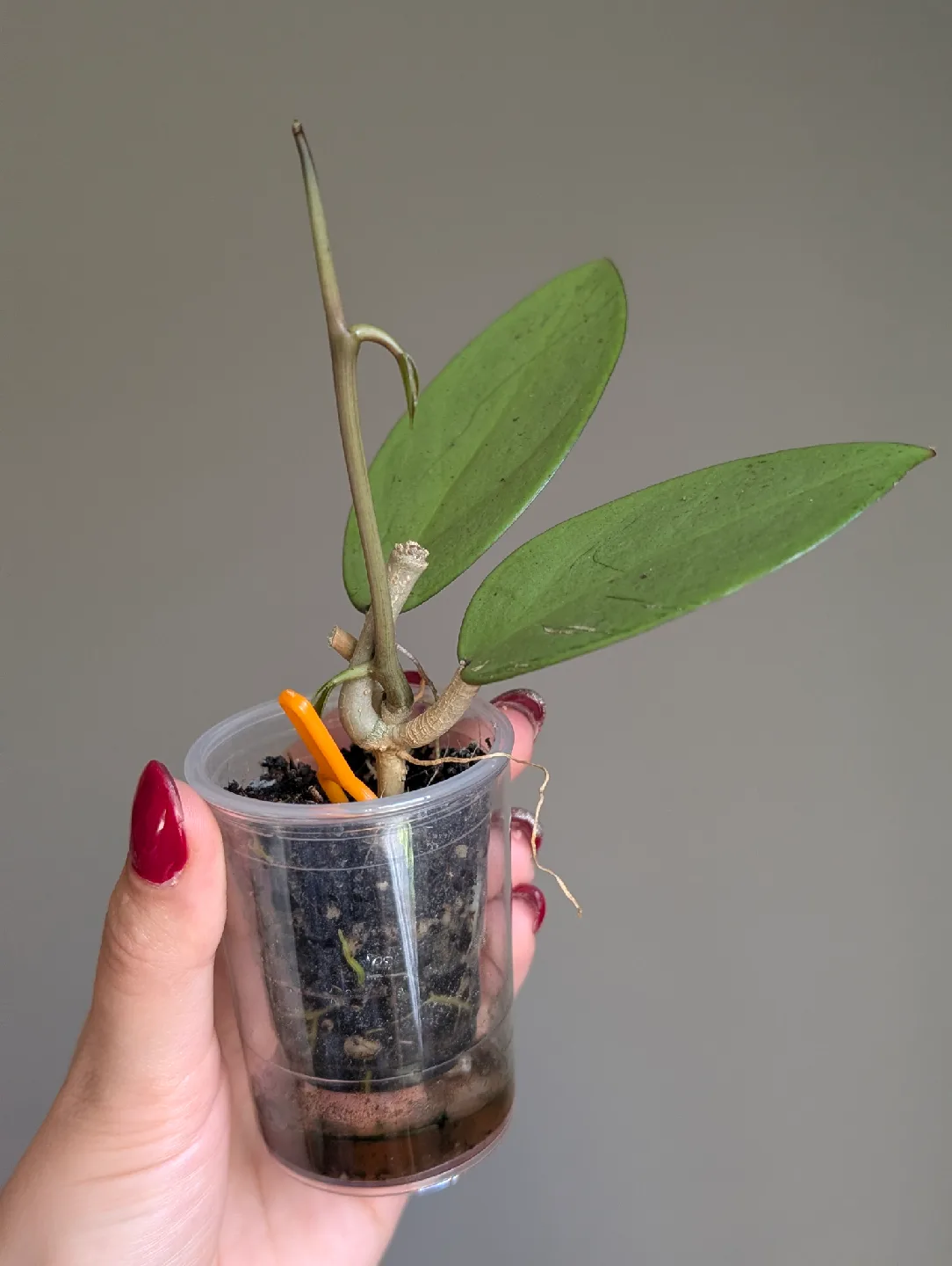 Hoya silver dollar image indicator(3)