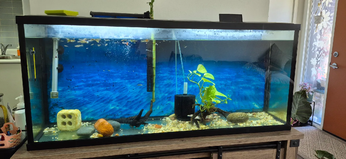 55 gallons Fish Tank with hanging filter, bubble spong filter. image indicator(2)