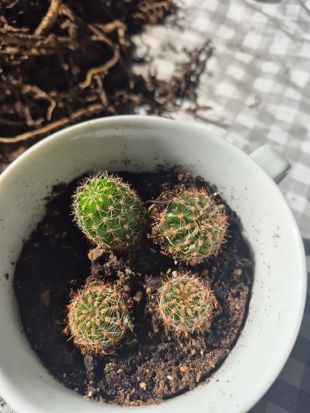 Cactus Plant in Pot thumbnail