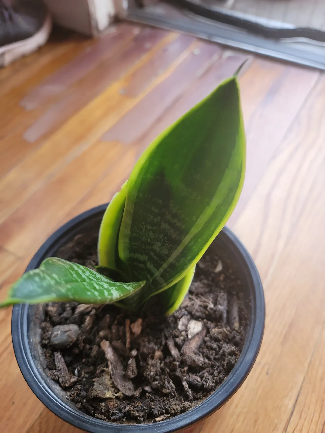 Se vende una sansevieria thumbnail