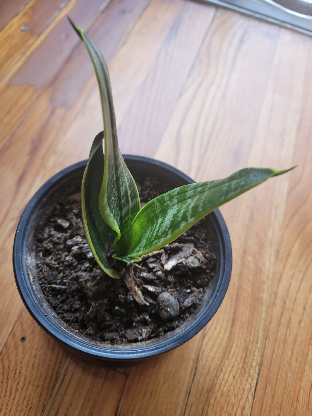Se vende una sansevieria - photo 2