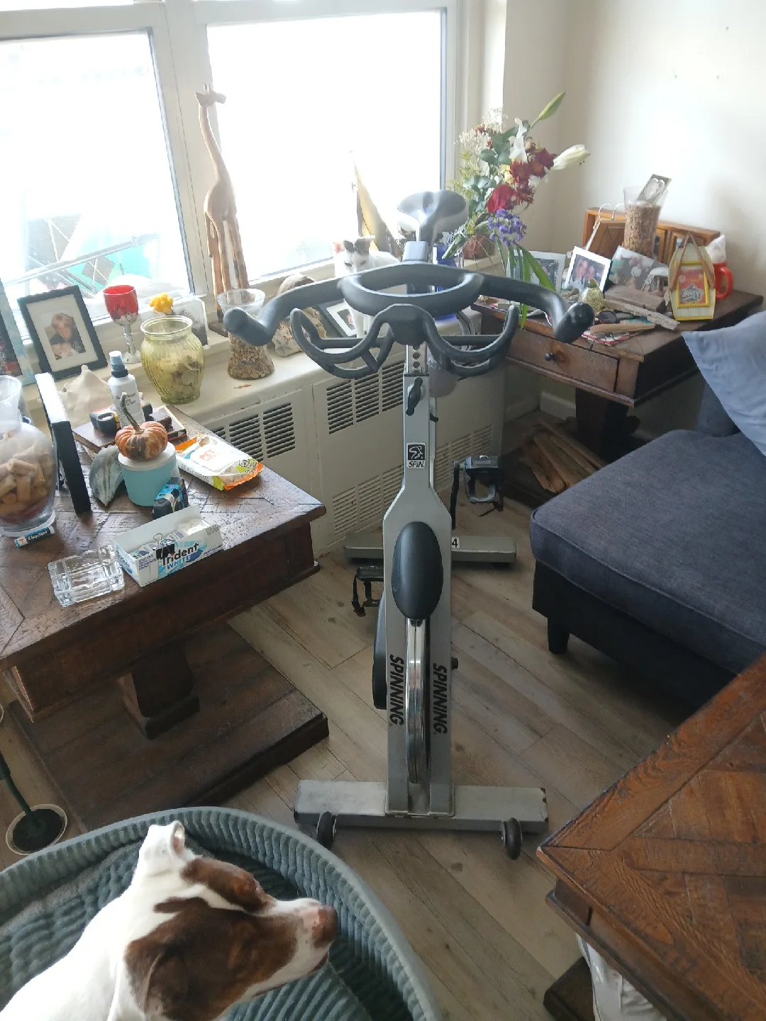 Spinning Stationary Exercise Bike/pro model image indicator(5)
