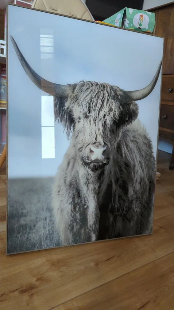 Highland Cow Print image indicator(2)