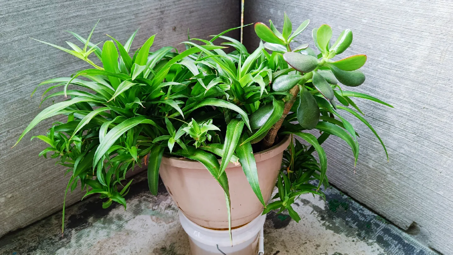 Large Overgrown Potted Plants (Spider, jade, Snake plant) 🥕 image indicator(2)