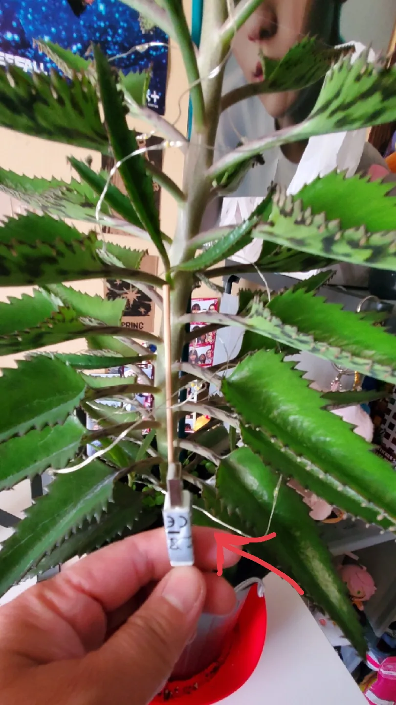 Mother of Thousands Plant with Lights image indicator(6)