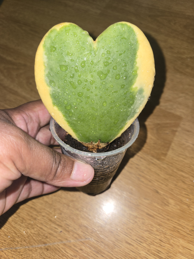 Hoya Kerrii Heart Plant✨️❣️VARIEGATED