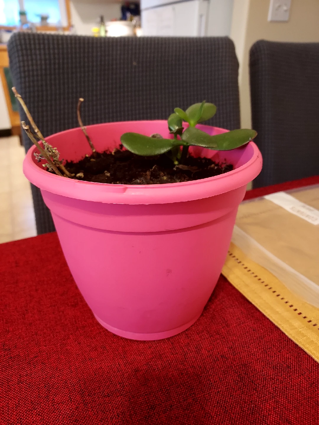 Potted Jade Plant