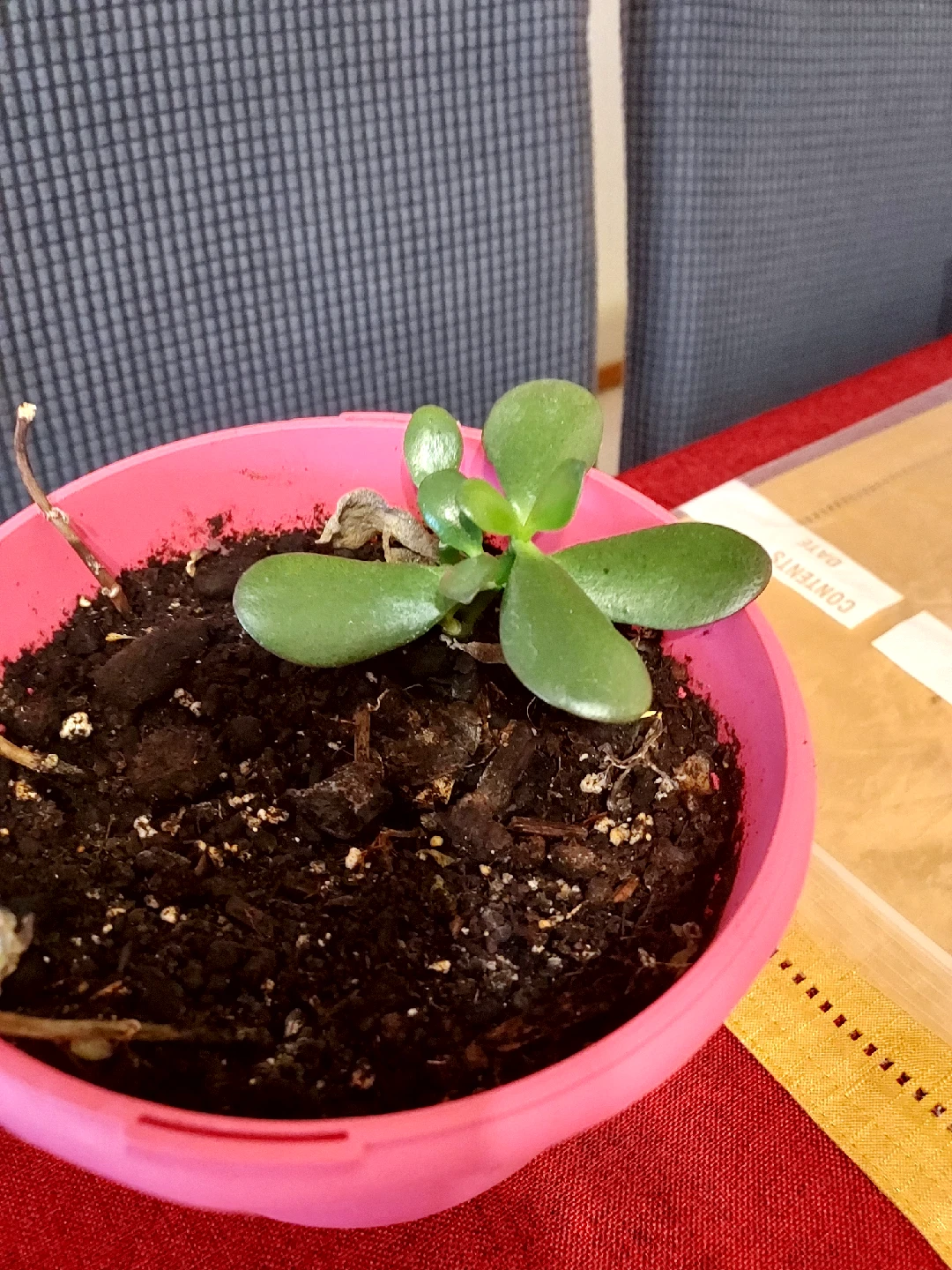 Potted Jade Plant - photo 2