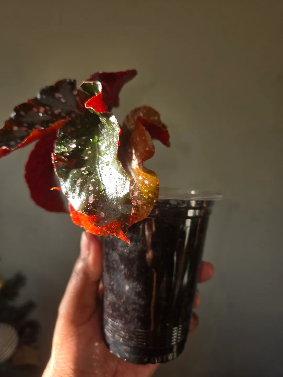 Begonia CRACKLIN ROSE plant✨️🌿, ROOTED IN SOIL image indicator(3)