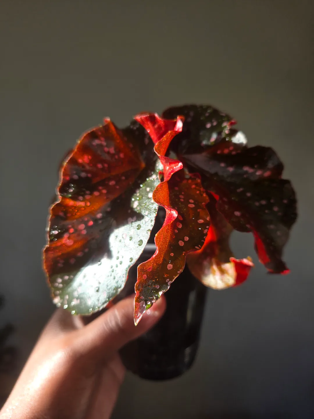 Begonia CRACKLIN ROSE plant✨️🌿, ROOTED IN SOIL image indicator(4)