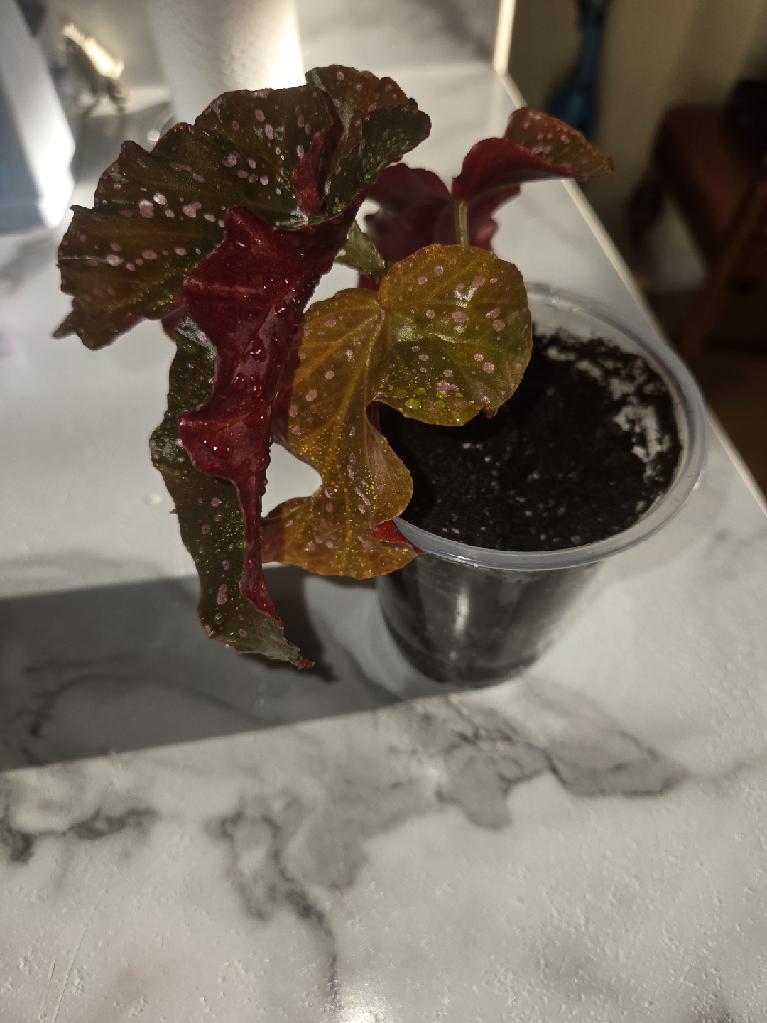 Begonia CRACKLIN ROSE plant✨️🌿, ROOTED IN SOIL - photo 5