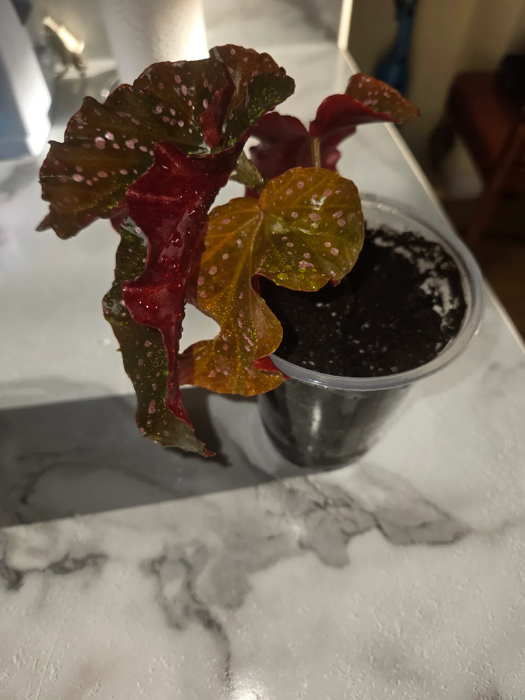 Begonia CRACKLIN ROSE plant✨️🌿, ROOTED IN SOIL image indicator(5)