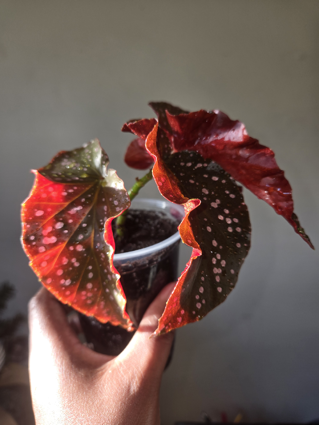 Begonia CRACKLIN ROSE plant✨️🌿, ROOTED IN SOIL