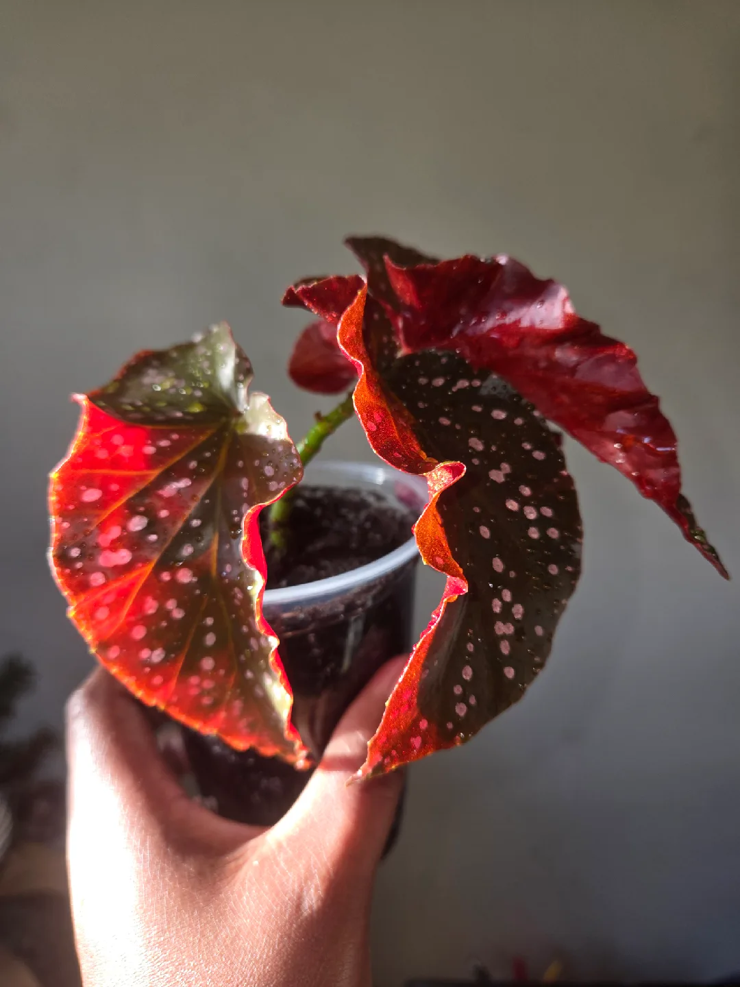 Begonia CRACKLIN ROSE plant✨️🌿, ROOTED IN SOIL thumbnail