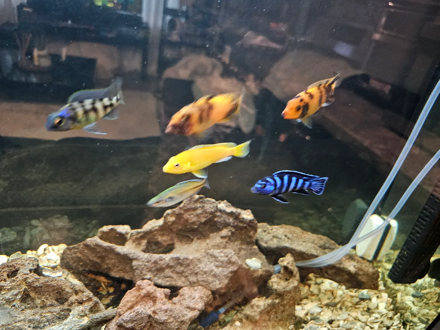 aquarium with accessories image indicator(6)