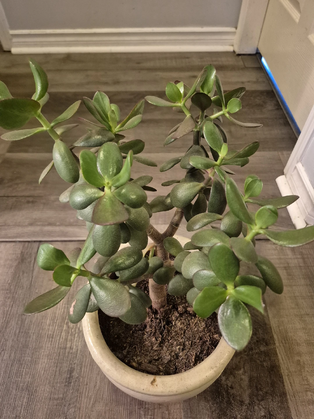 Jade Plant in Ceramic Pot - photo 2