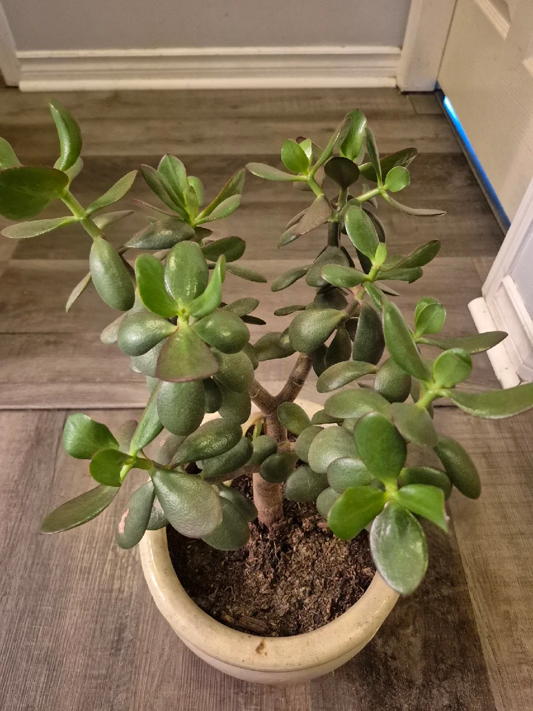 Jade Plant in Ceramic Pot image indicator(2)