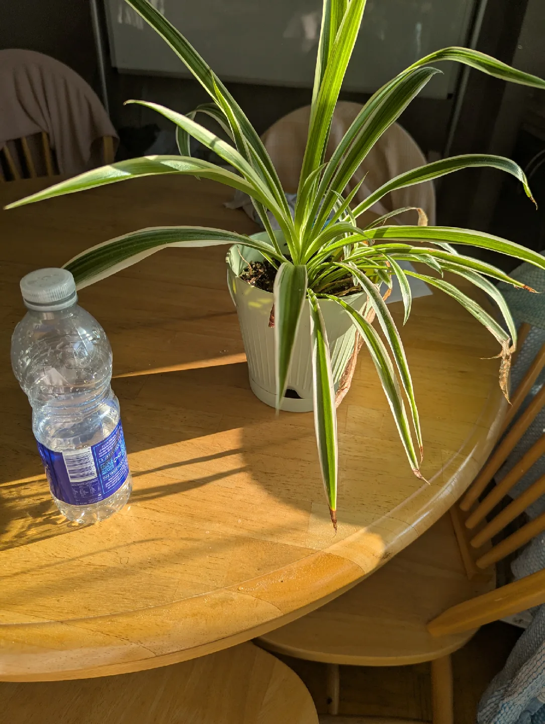 Spider Plant image indicator(2)