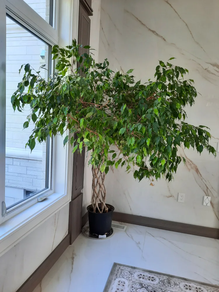 Ficus Tree image indicator(3)