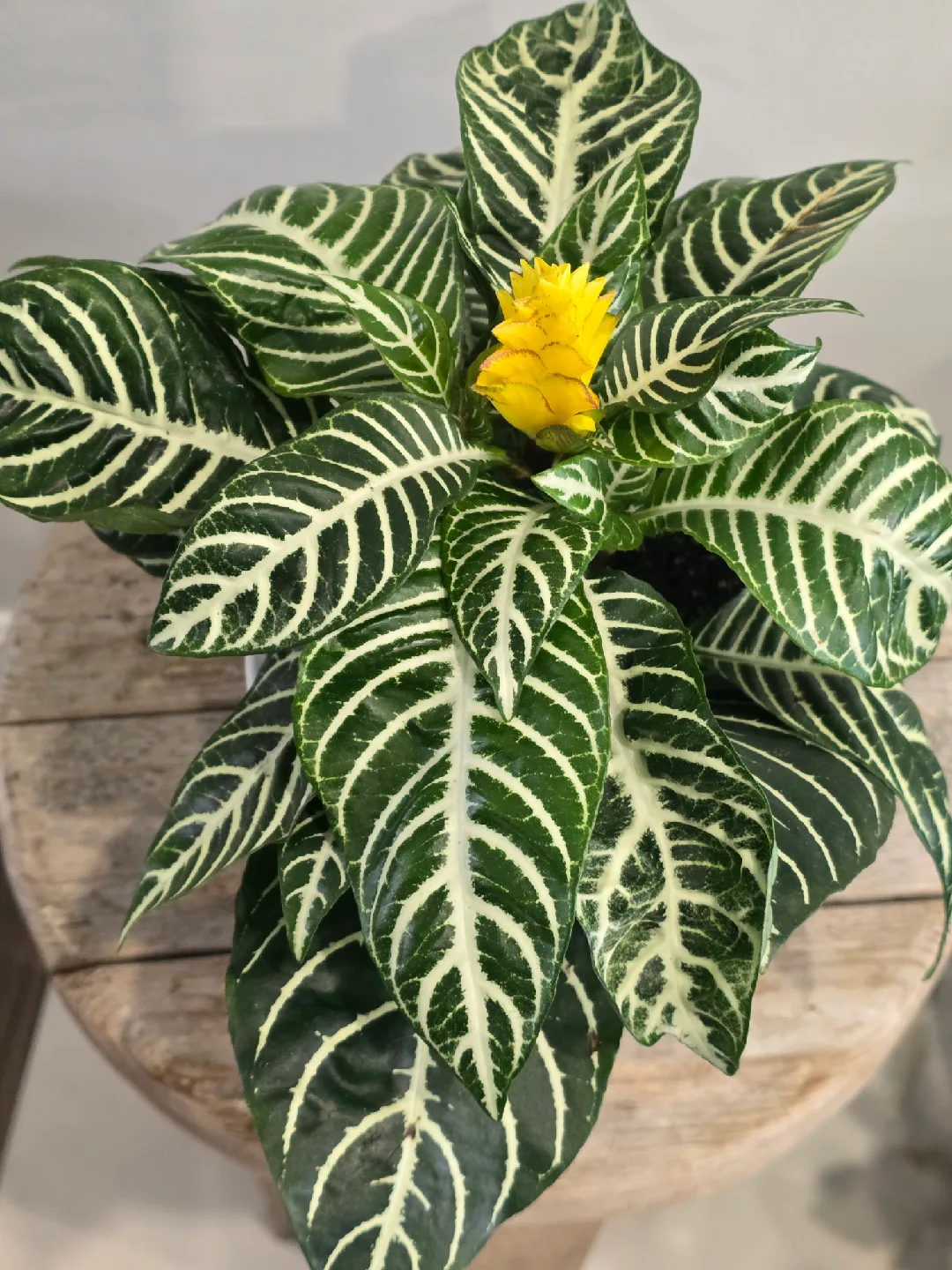 Zebra Plant with Yellow Flower image indicator(2)