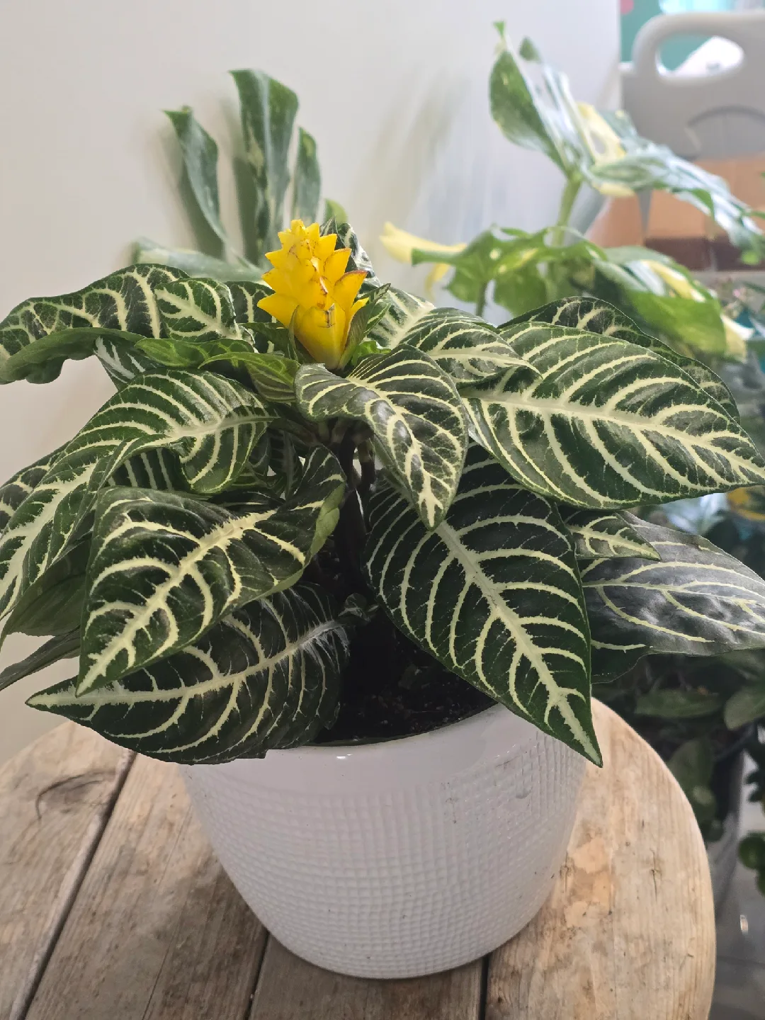 Zebra Plant with Yellow Flower image indicator(3)