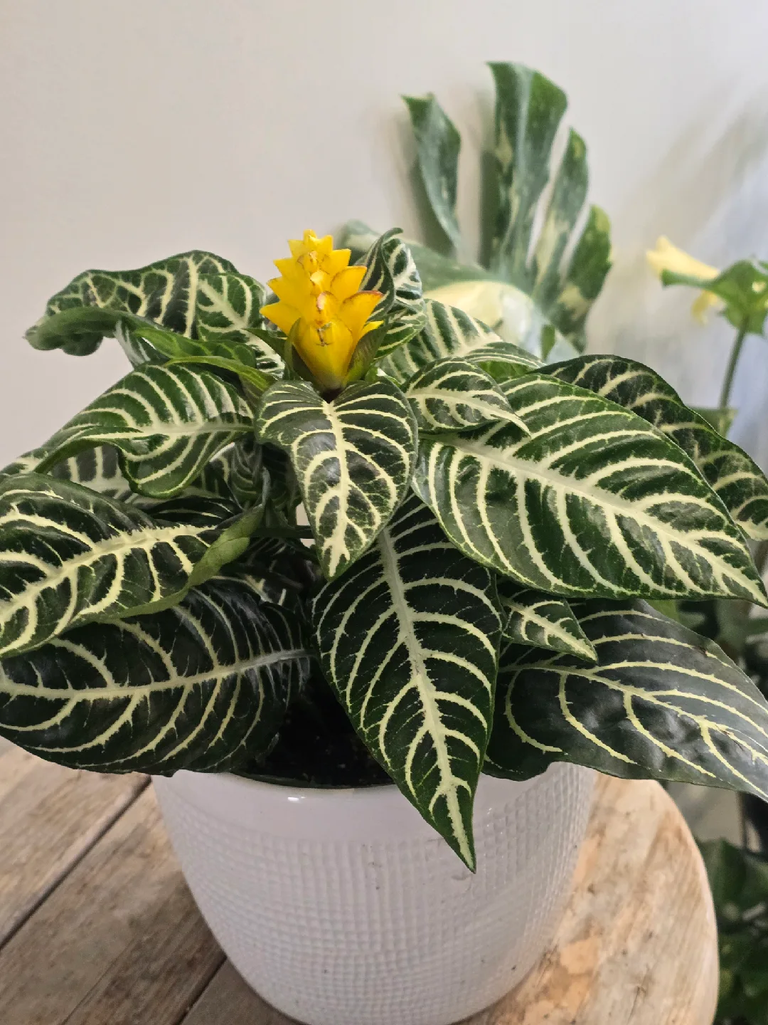 Zebra Plant with Yellow Flower image indicator(4)