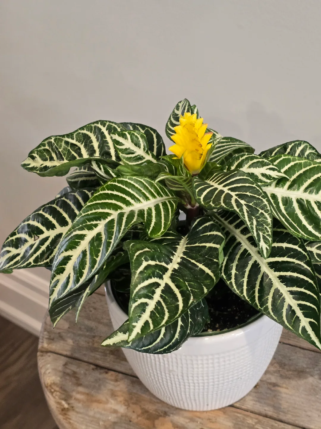 Zebra Plant with Yellow Flower image indicator(5)