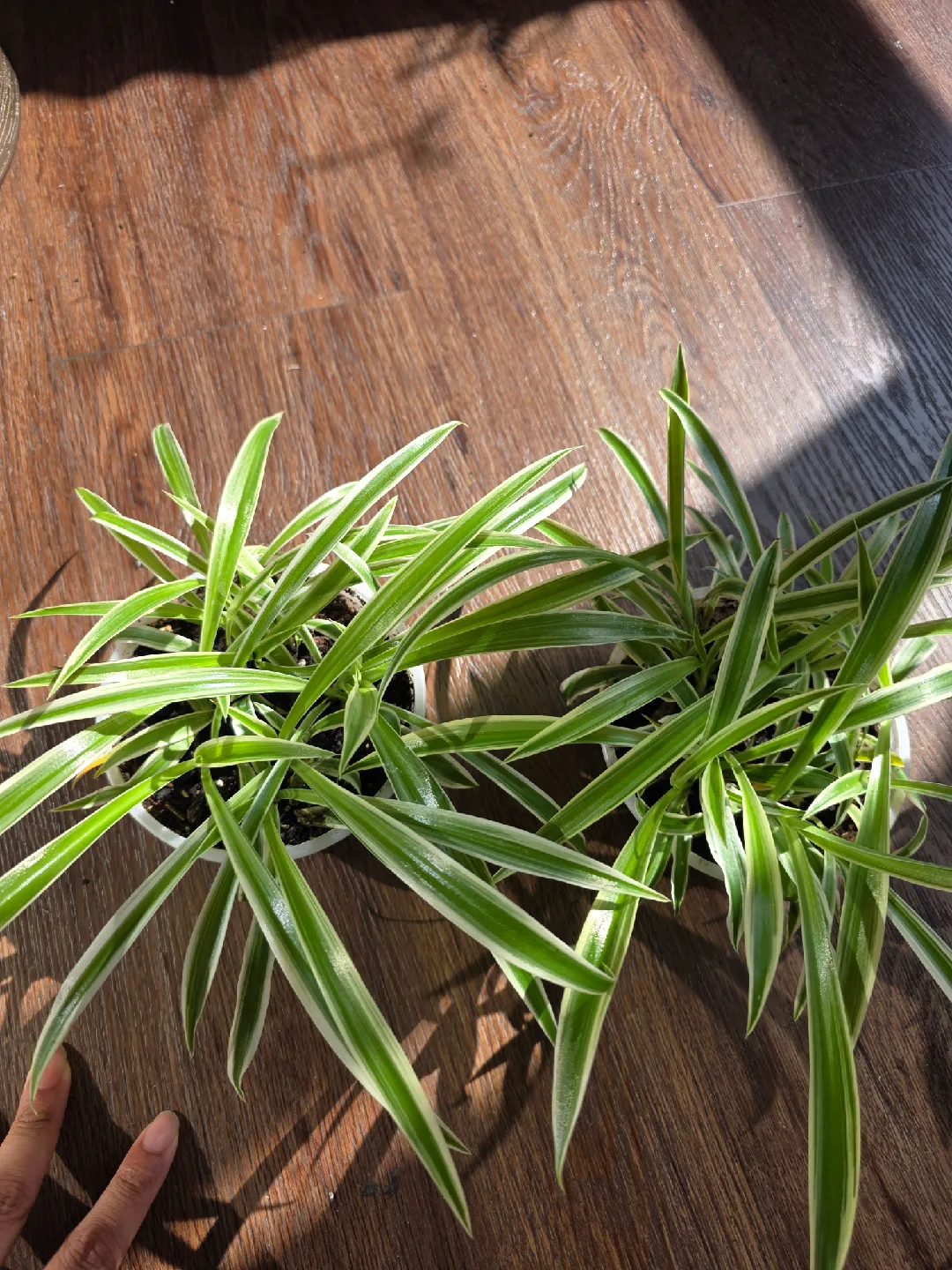 🧡 Two small medium Spider Plants thumbnail
