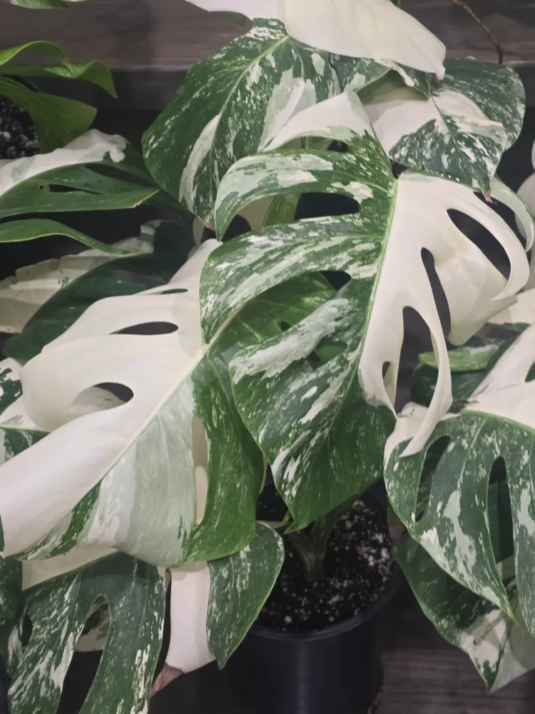 monstera albo thumbnail