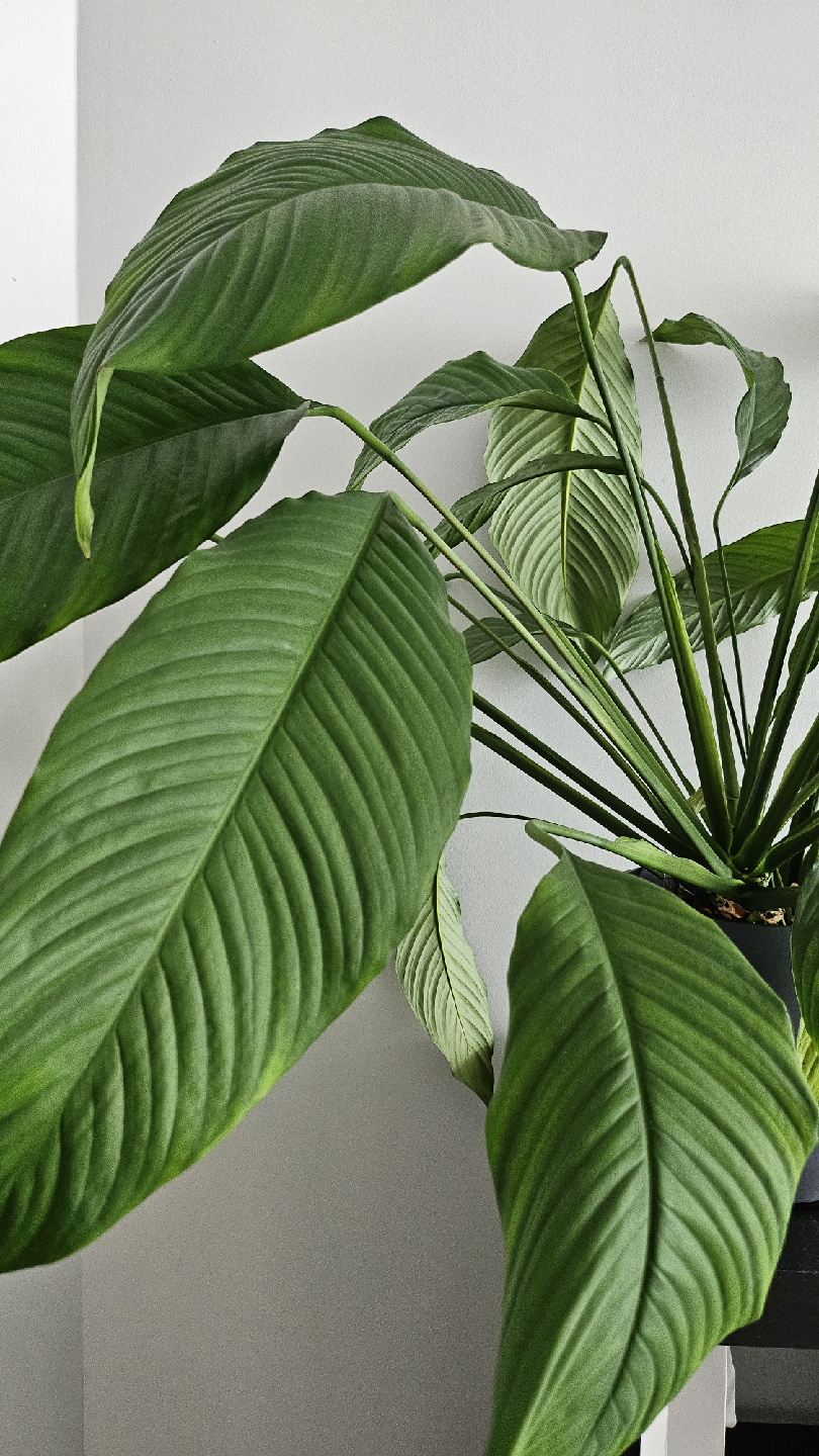 Peace Lily in Lechuza Planter - photo 2