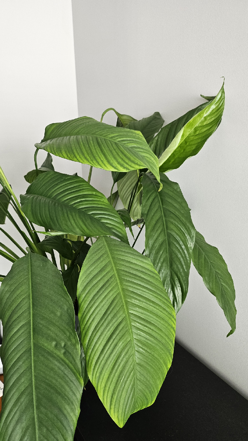 Peace Lily in Lechuza Planter - photo 5