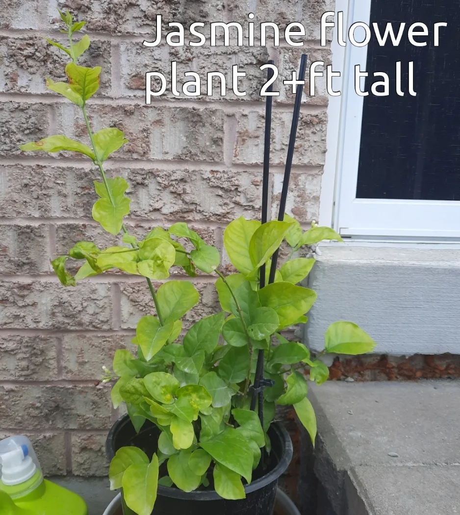 Jasmine Flower Plant 2+ ft Tall thumbnail
