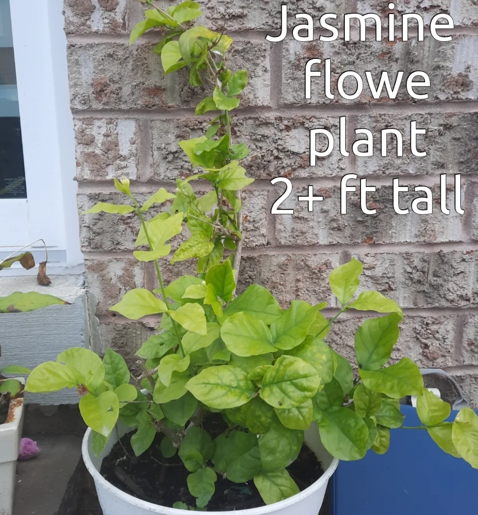 Jasmine Flower Plant 2+ ft Tall image indicator(2)